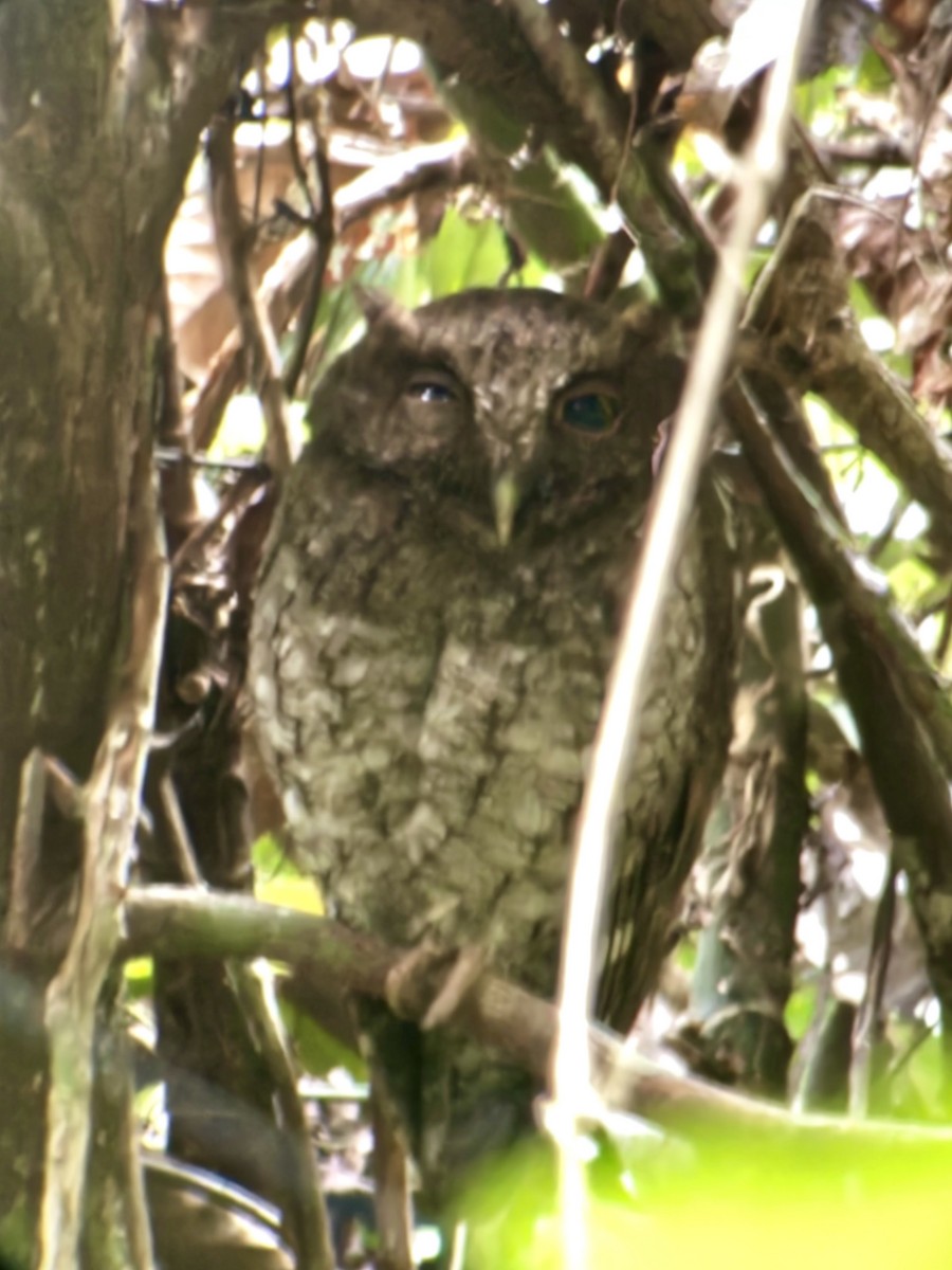 Choco Screech-Owl - ML619159079