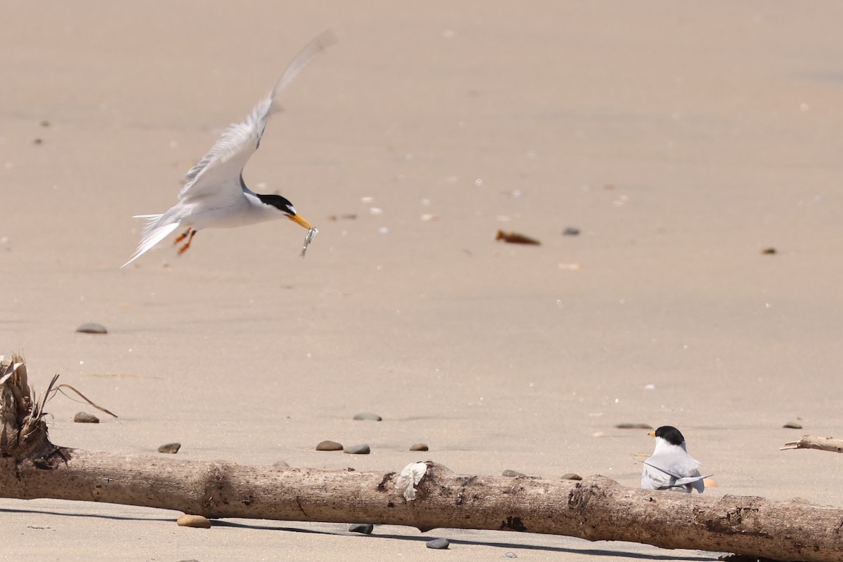 Least Tern - Millie and Peter Thomas