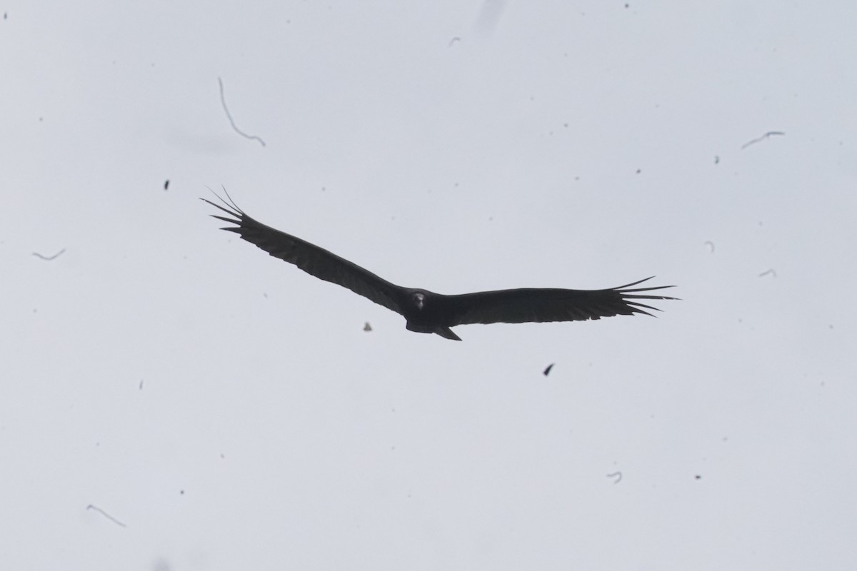 Black Vulture - Luis Carlos García Mejía