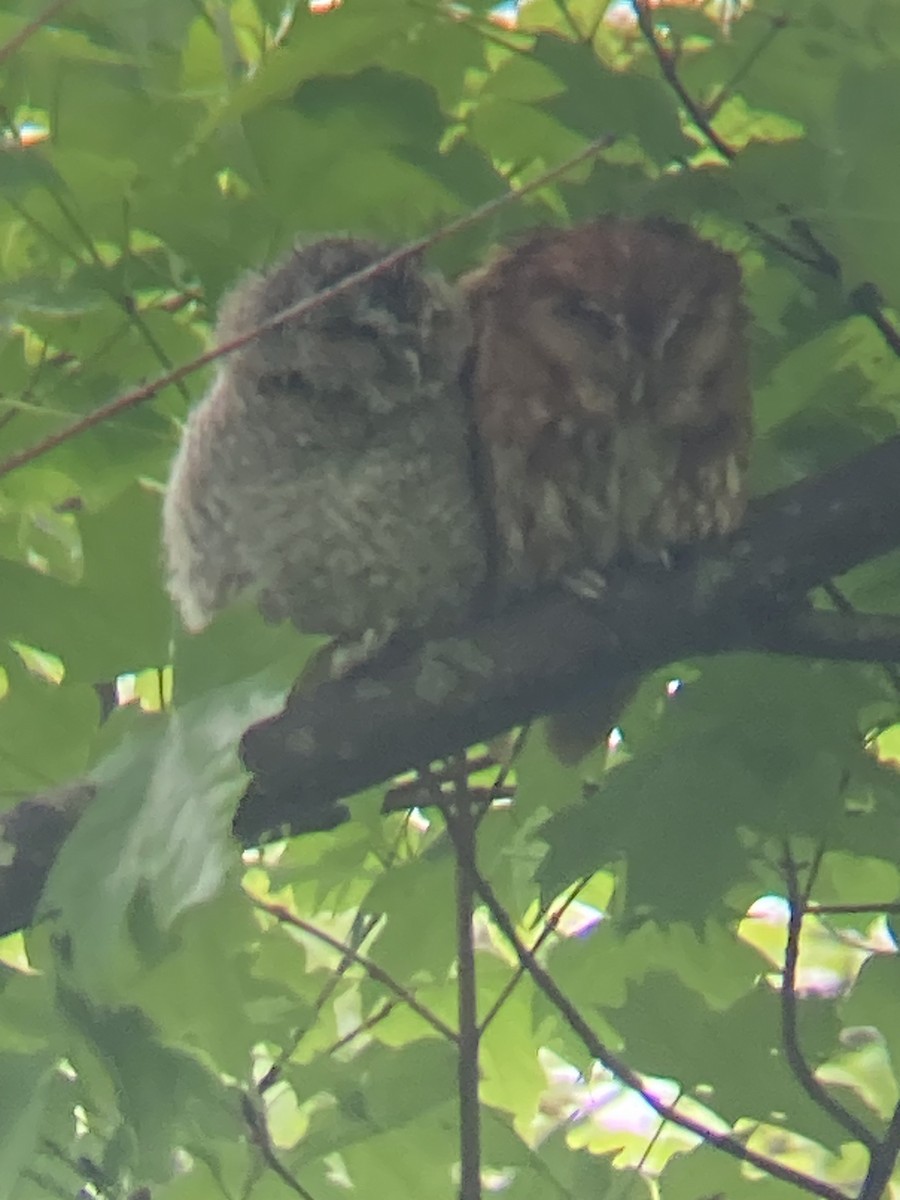 Eastern Screech-Owl - Cliff Miller