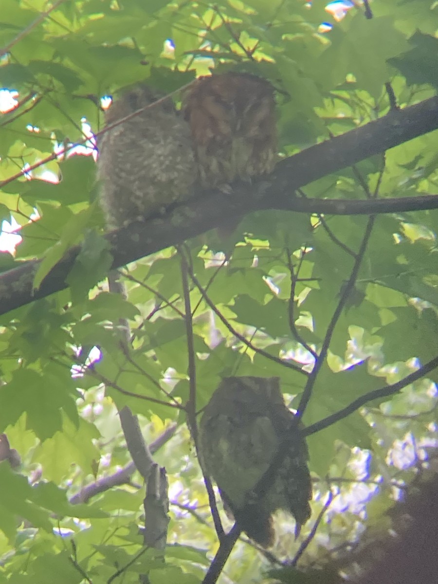 Eastern Screech-Owl - Cliff Miller