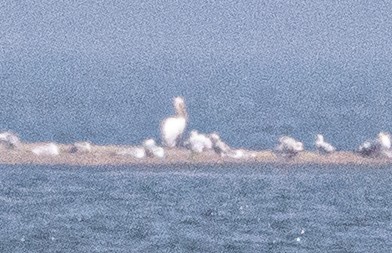 American White Pelican - ML619159097