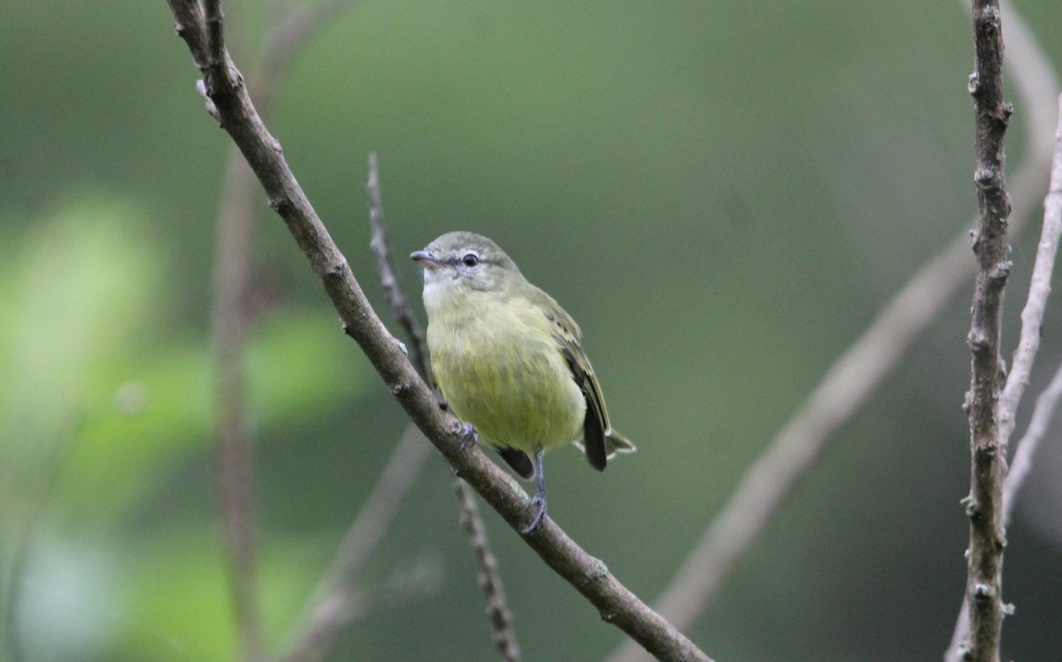 Rough-legged Tyrannulet - ML619159101