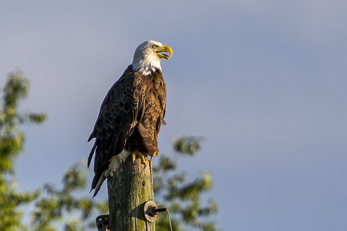 Bald Eagle - Kelly Roy