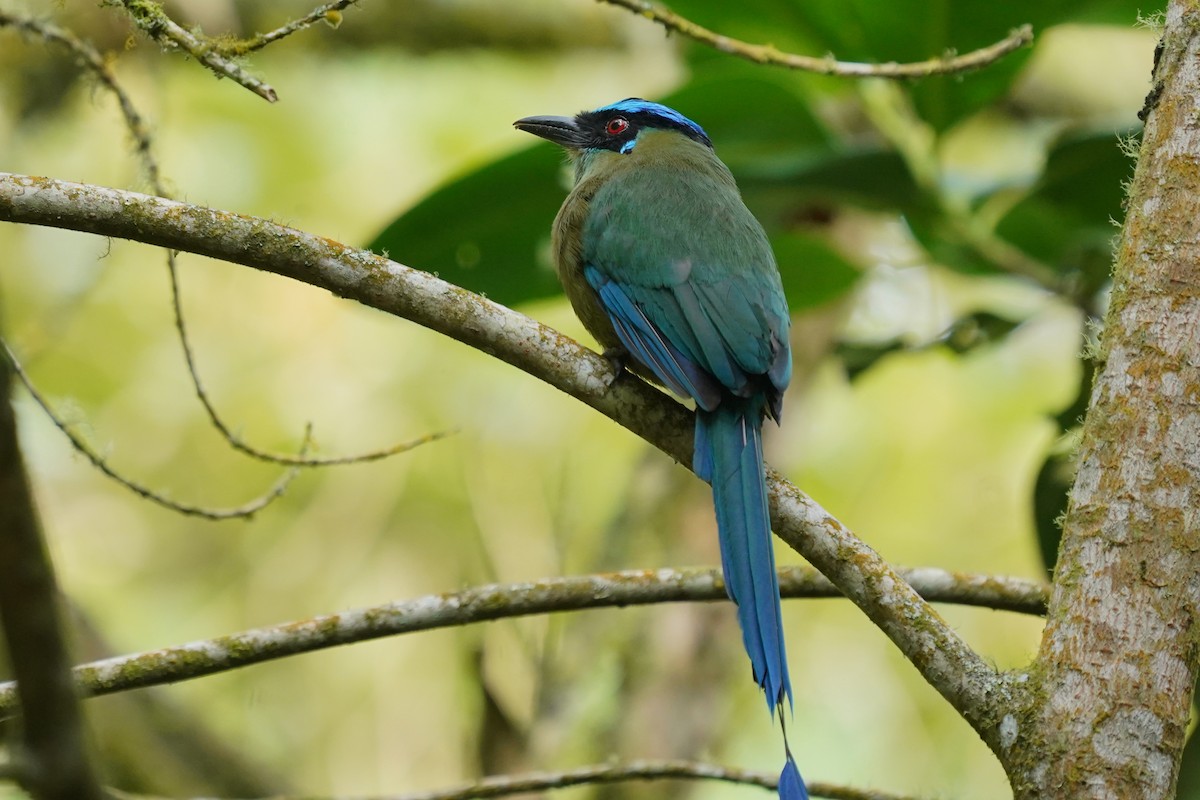 Andean Motmot - Luis Carlos García Mejía