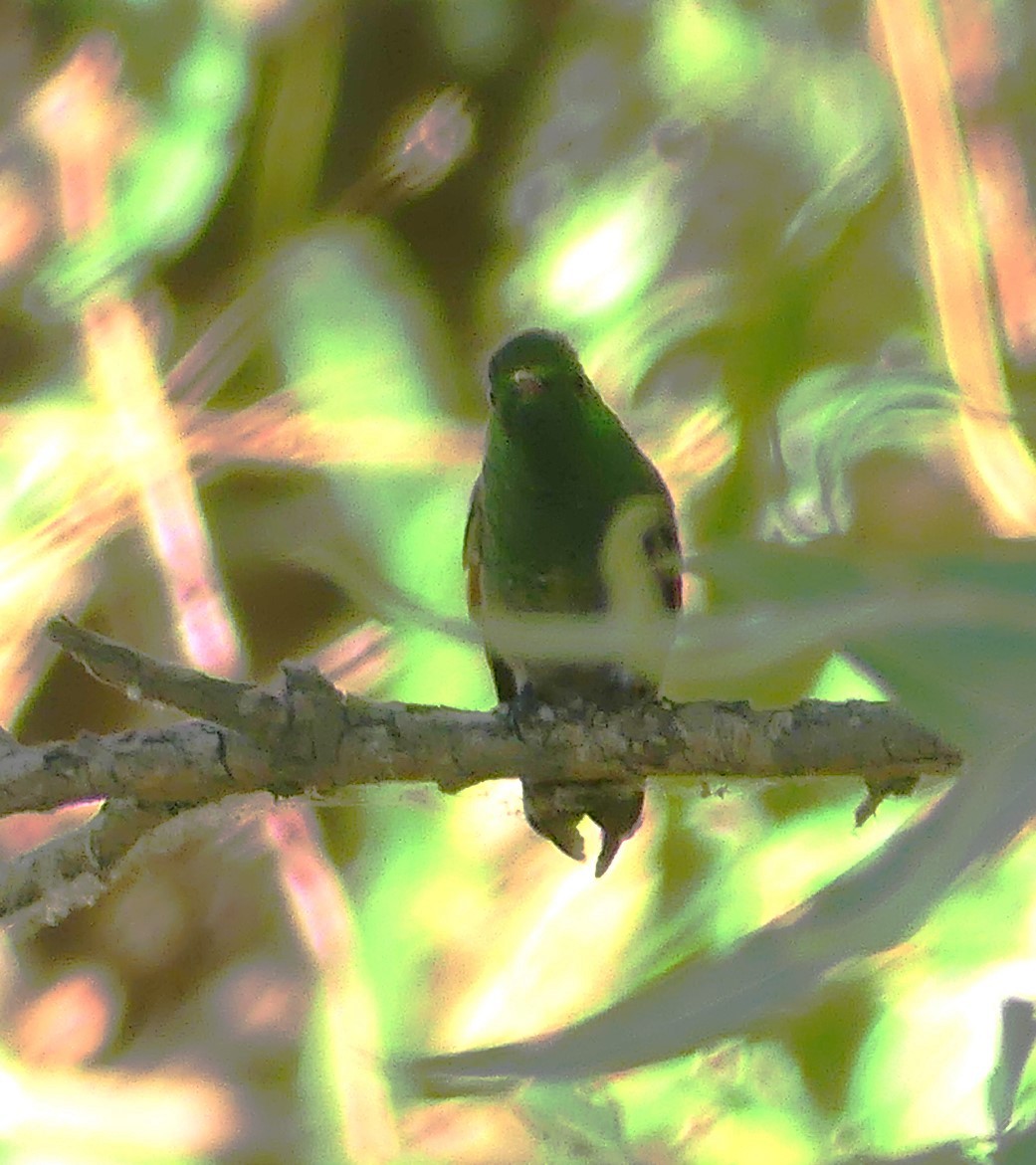 Berylline Hummingbird - Guadalupe Esquivel Uribe