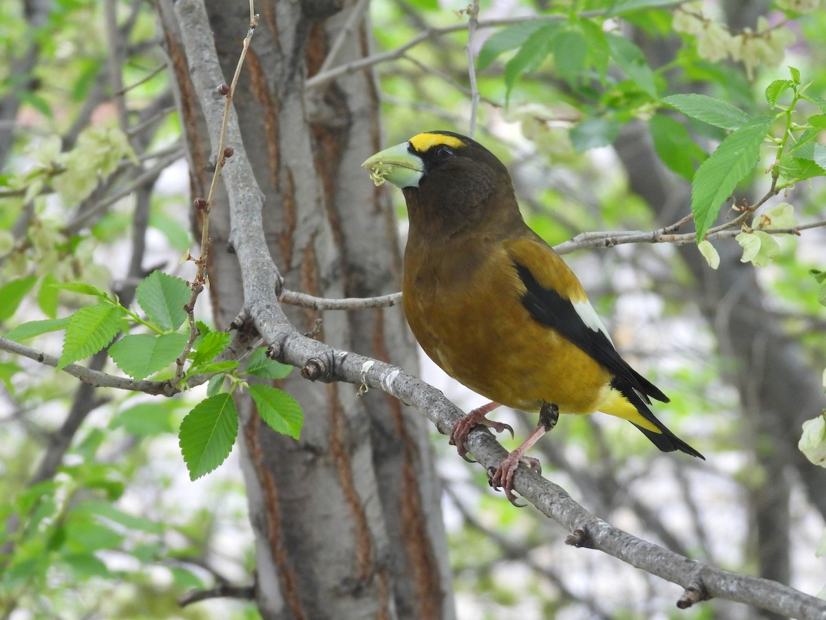 Evening Grosbeak - Tim Forrester