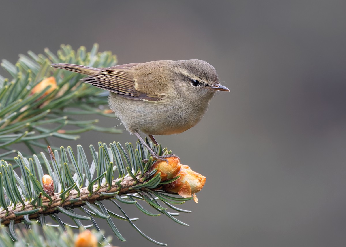 Greenish Warbler - Ayuwat Jearwattanakanok