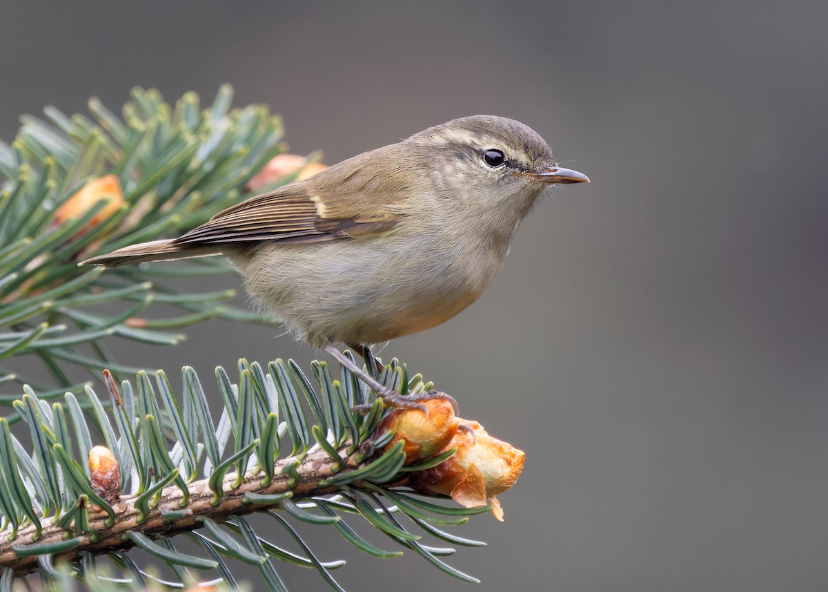 Greenish Warbler - Ayuwat Jearwattanakanok