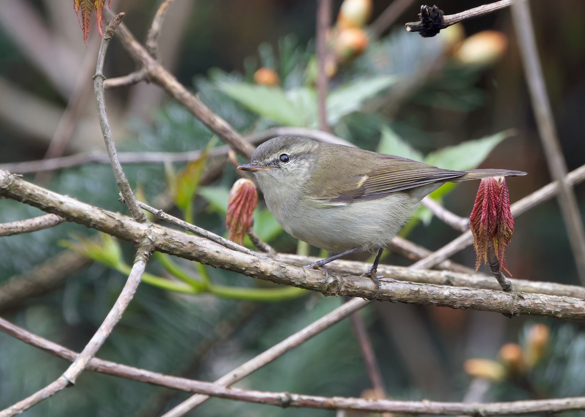 Greenish Warbler - Ayuwat Jearwattanakanok