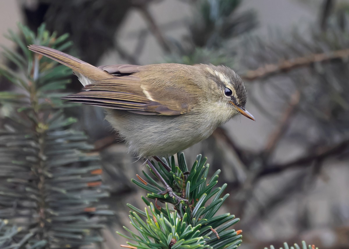 Greenish Warbler - Ayuwat Jearwattanakanok