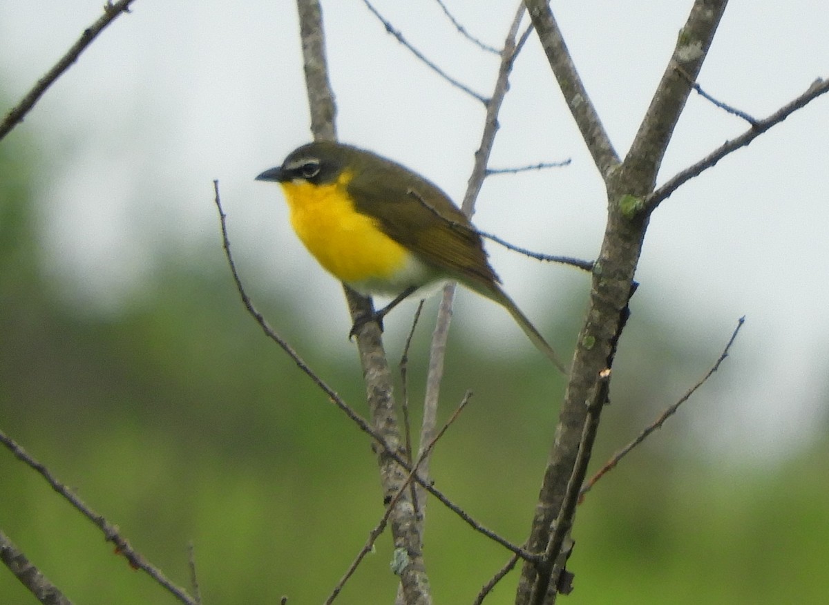 Yellow-breasted Chat - ML619159118