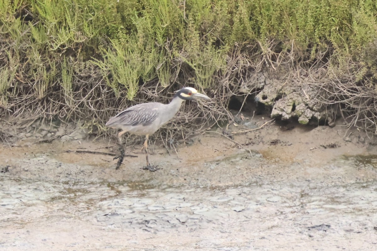 Yellow-crowned Night Heron - Millie and Peter Thomas