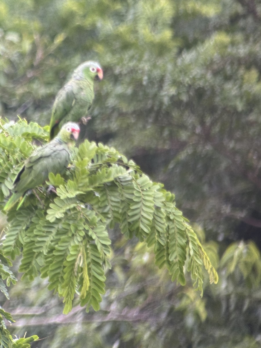 Red-lored Amazon - ML619159135
