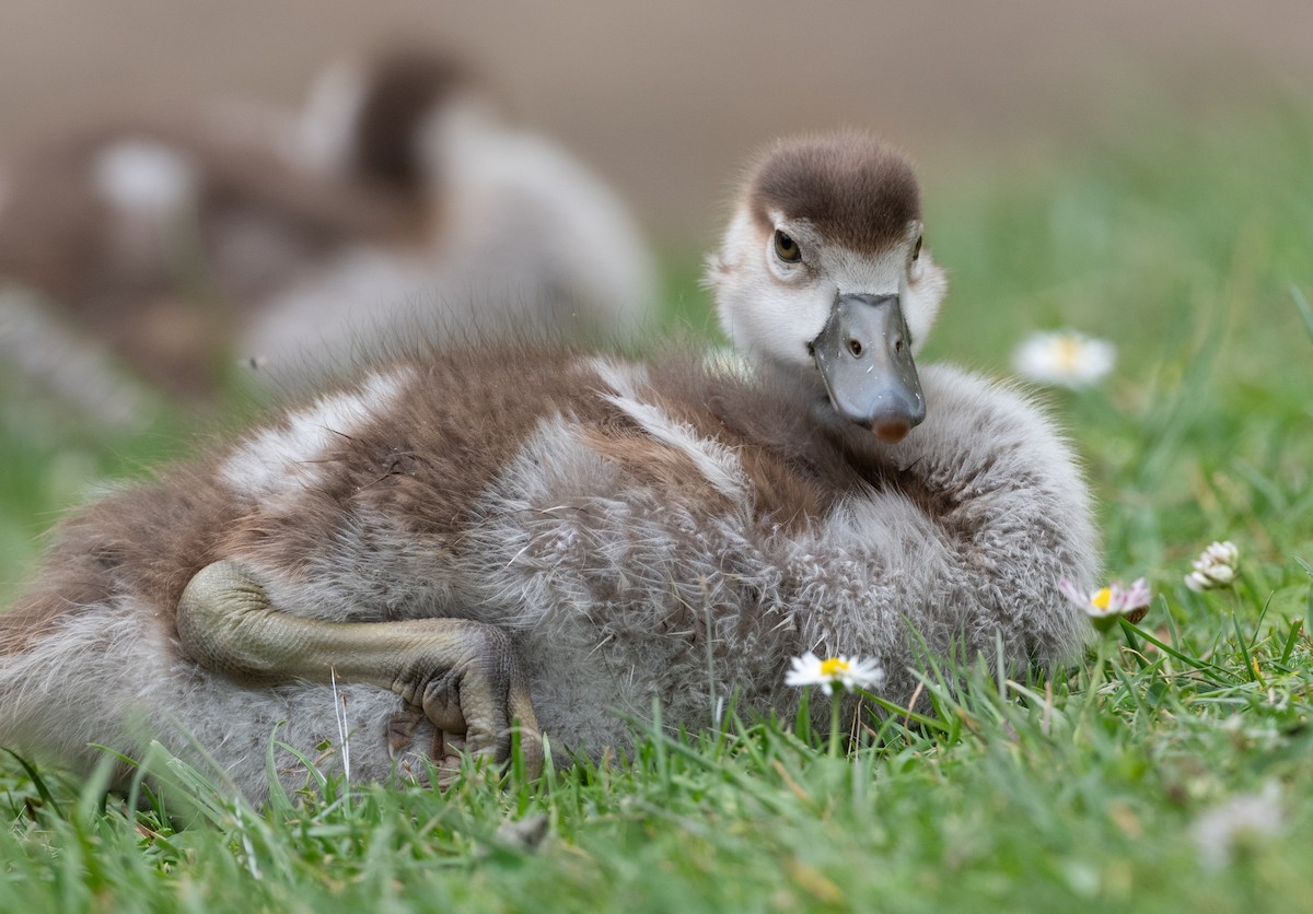 Egyptian Goose - Cynthia  Case