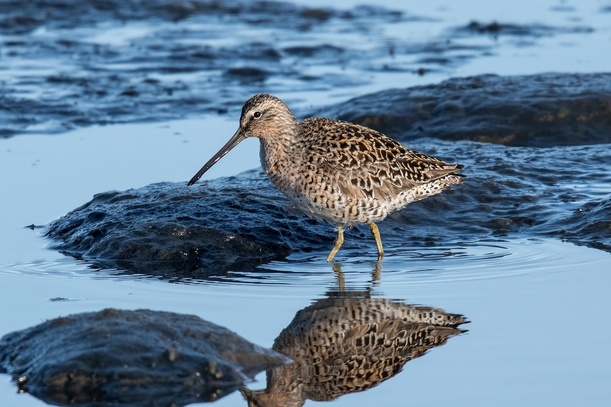 Short-billed Dowitcher - Dominic More O’Ferrall
