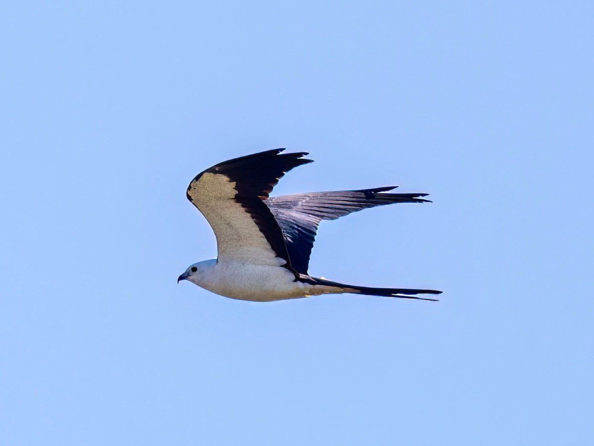 Swallow-tailed Kite - ML619159157