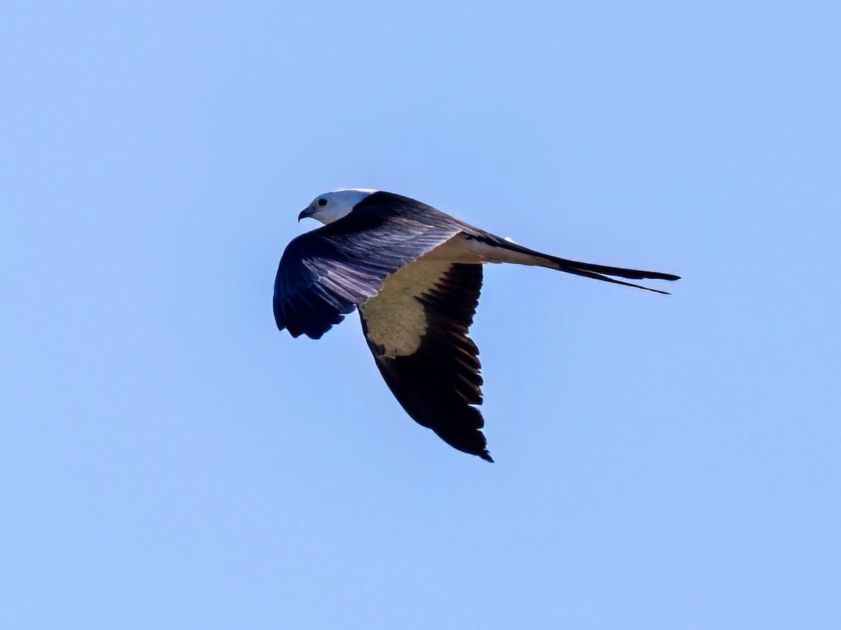 Swallow-tailed Kite - ML619159167