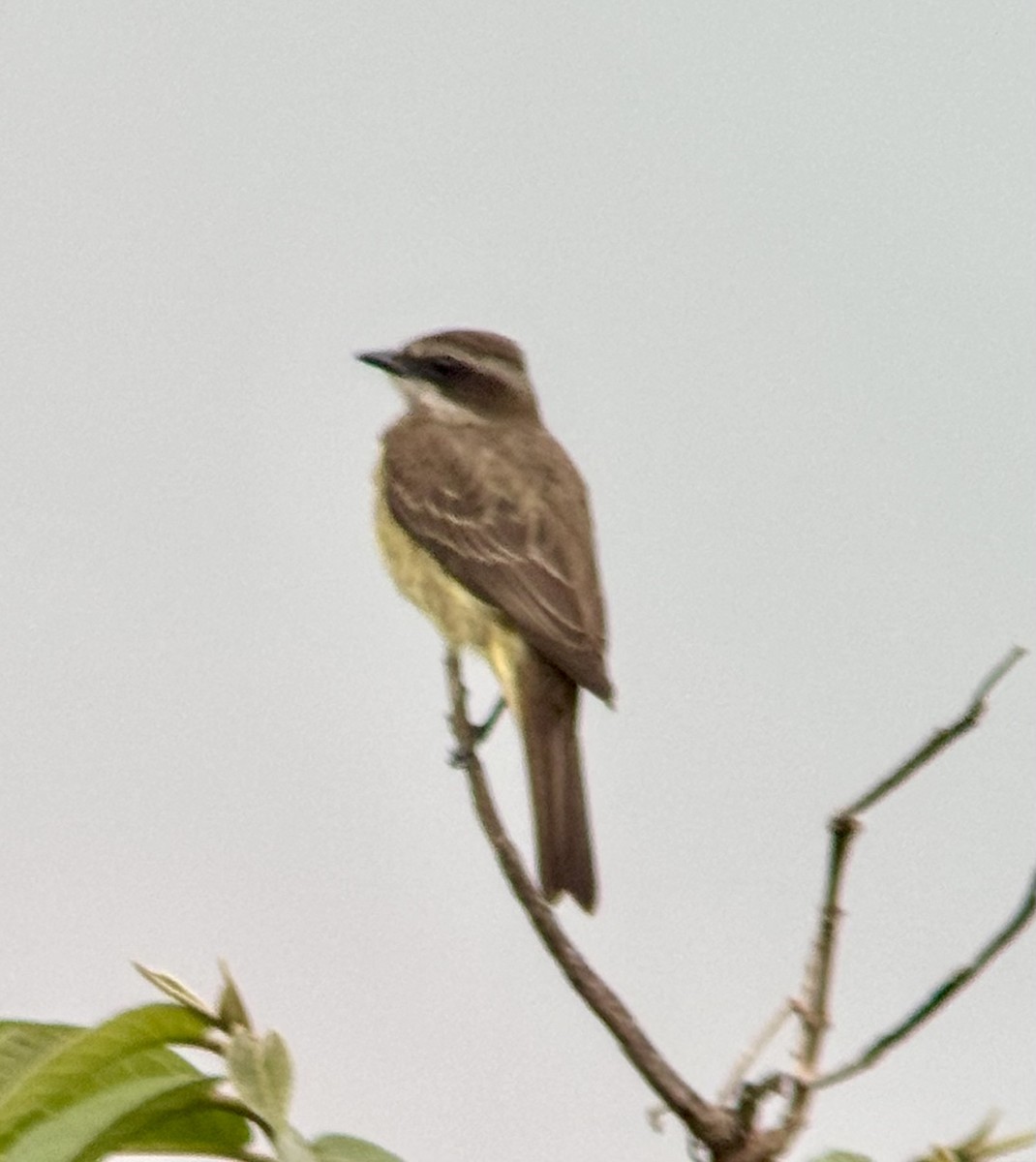 Piratic Flycatcher - ML619159172