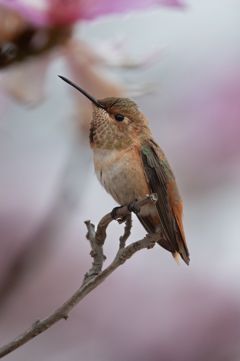 Allen's Hummingbird - Cynthia  Case