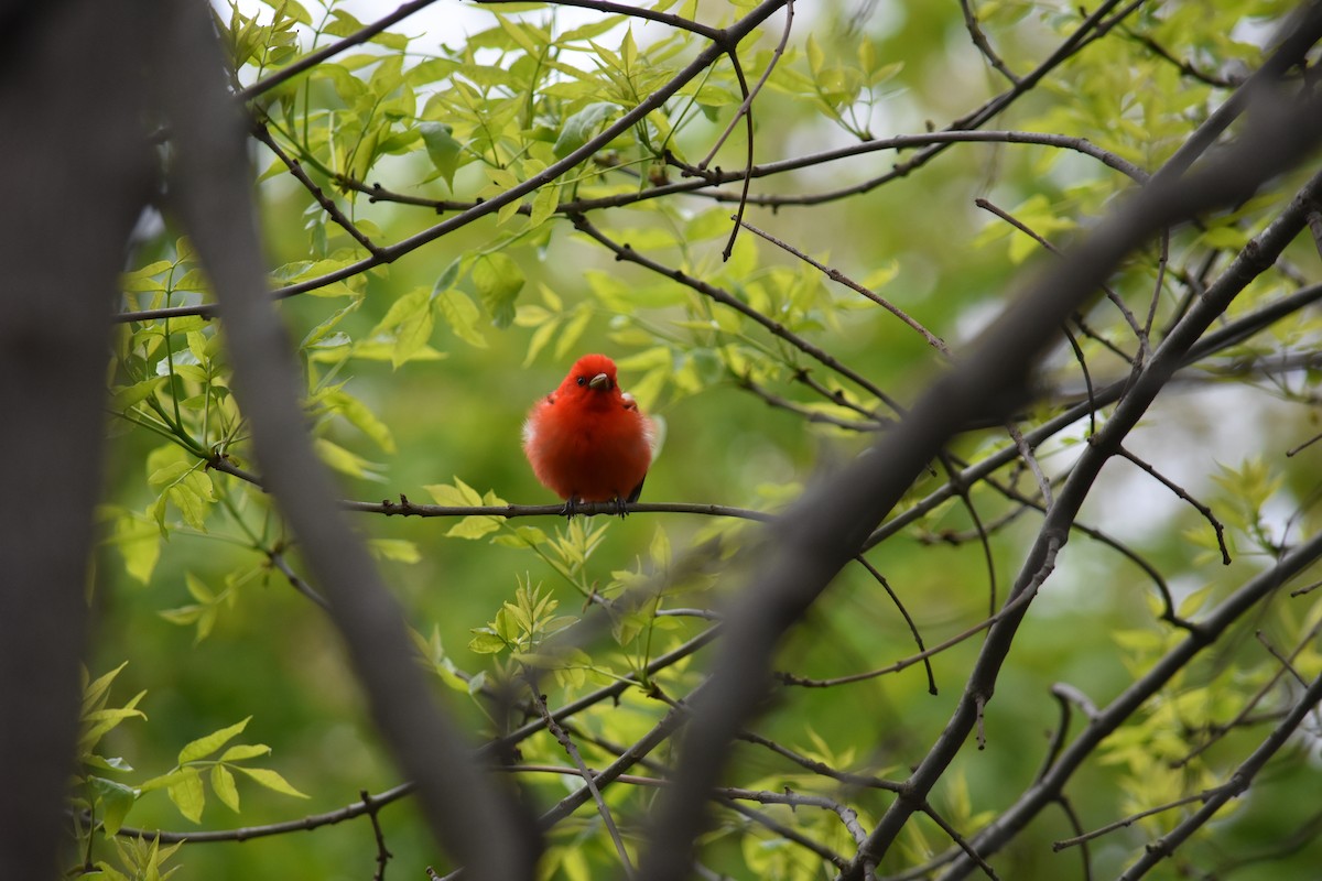 Scarlet Tanager - Charlie Ripp