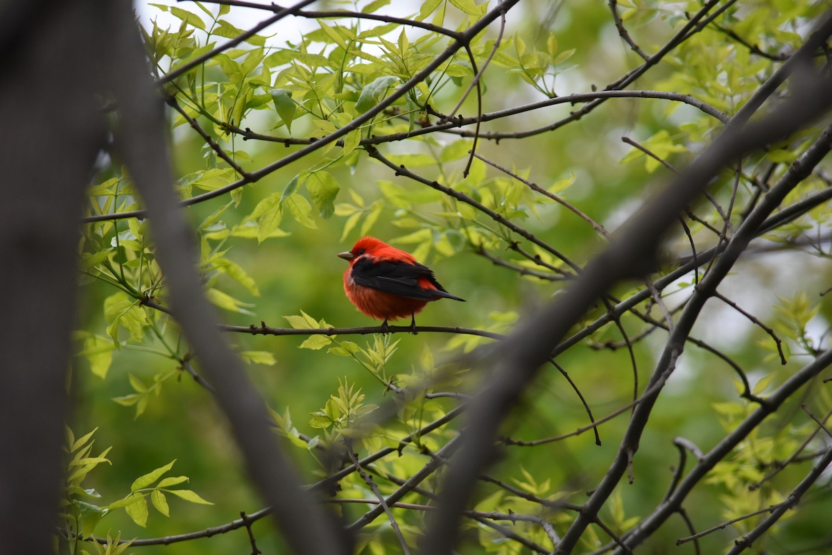 Scarlet Tanager - Charlie Ripp