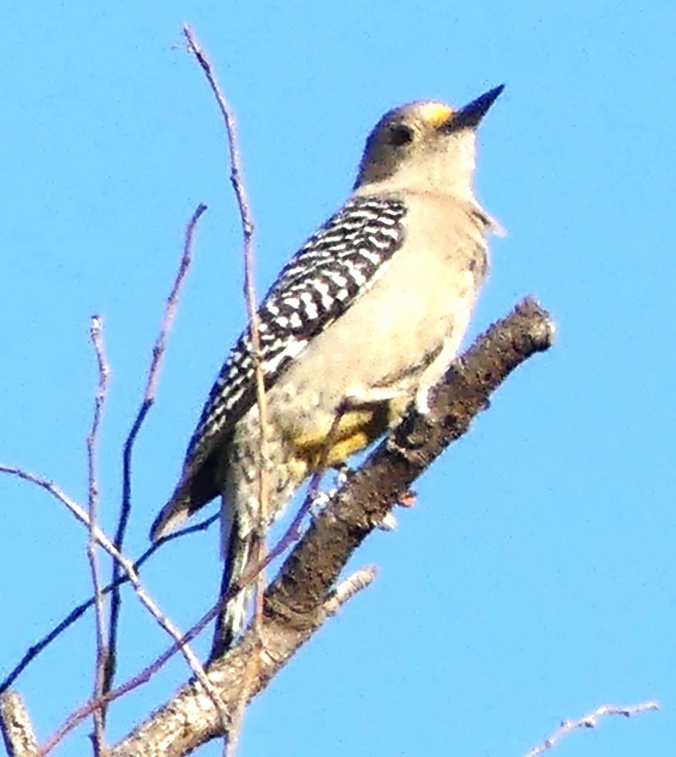 Golden-fronted Woodpecker - Guadalupe Esquivel Uribe