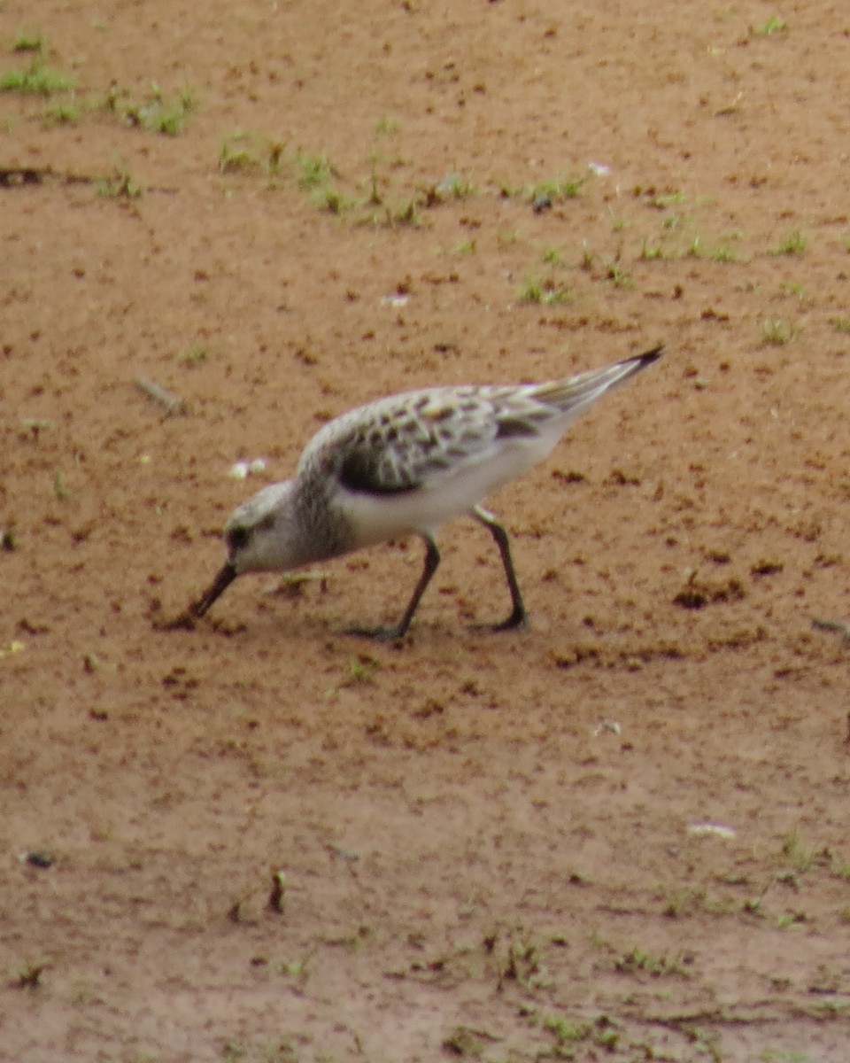 Bécasseau sanderling - ML619159213