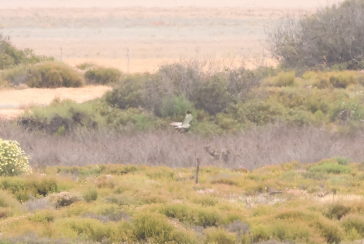 Northern Harrier - ML619159221