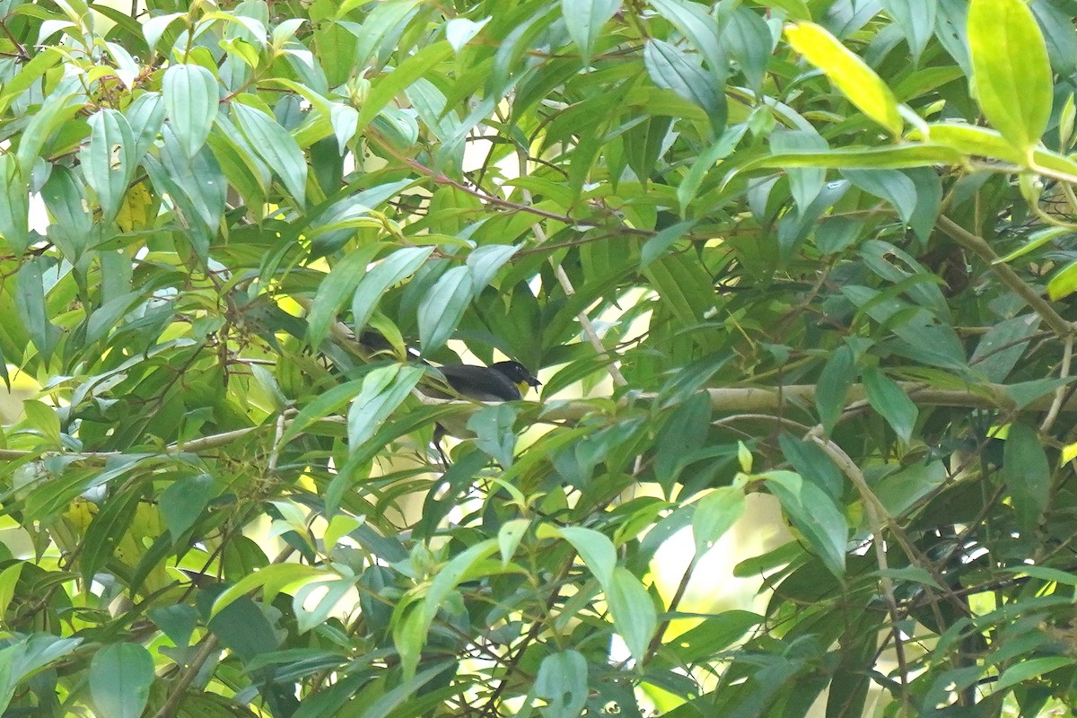 White-naped Brushfinch (Yellow-throated) - ML619159222