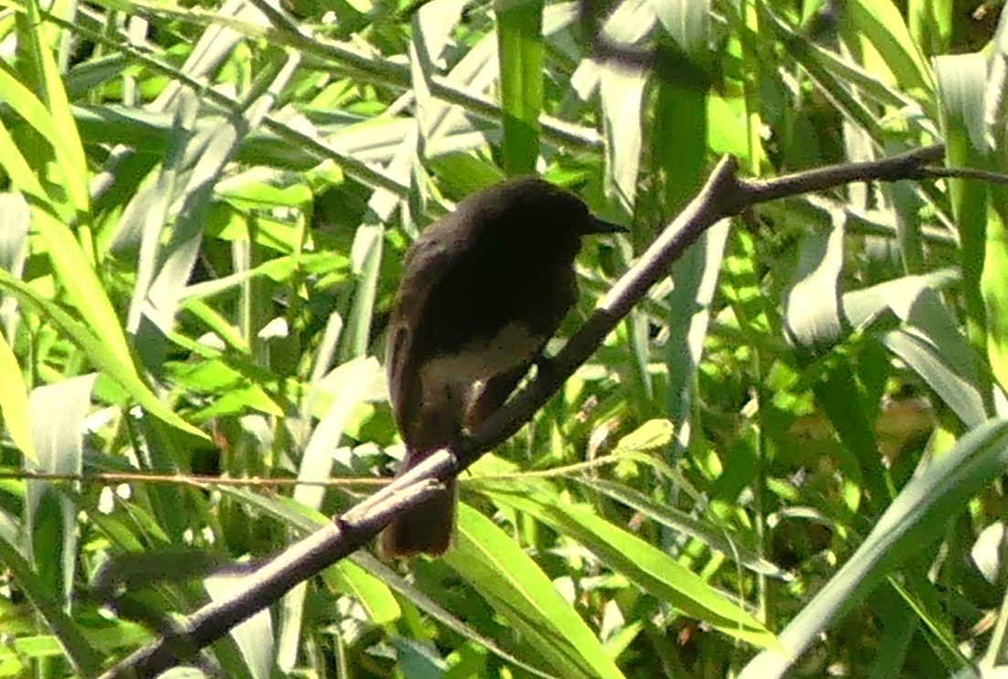 Black Phoebe - Guadalupe Esquivel Uribe