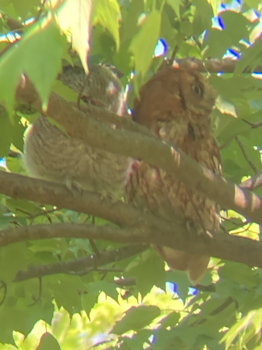 Eastern Screech-Owl - Cliff Miller