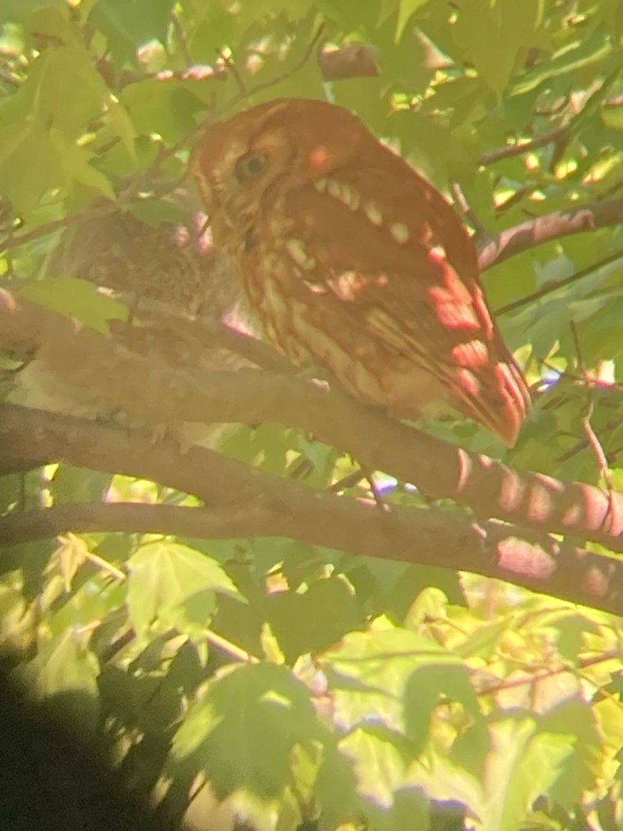 Eastern Screech-Owl - ML619159234