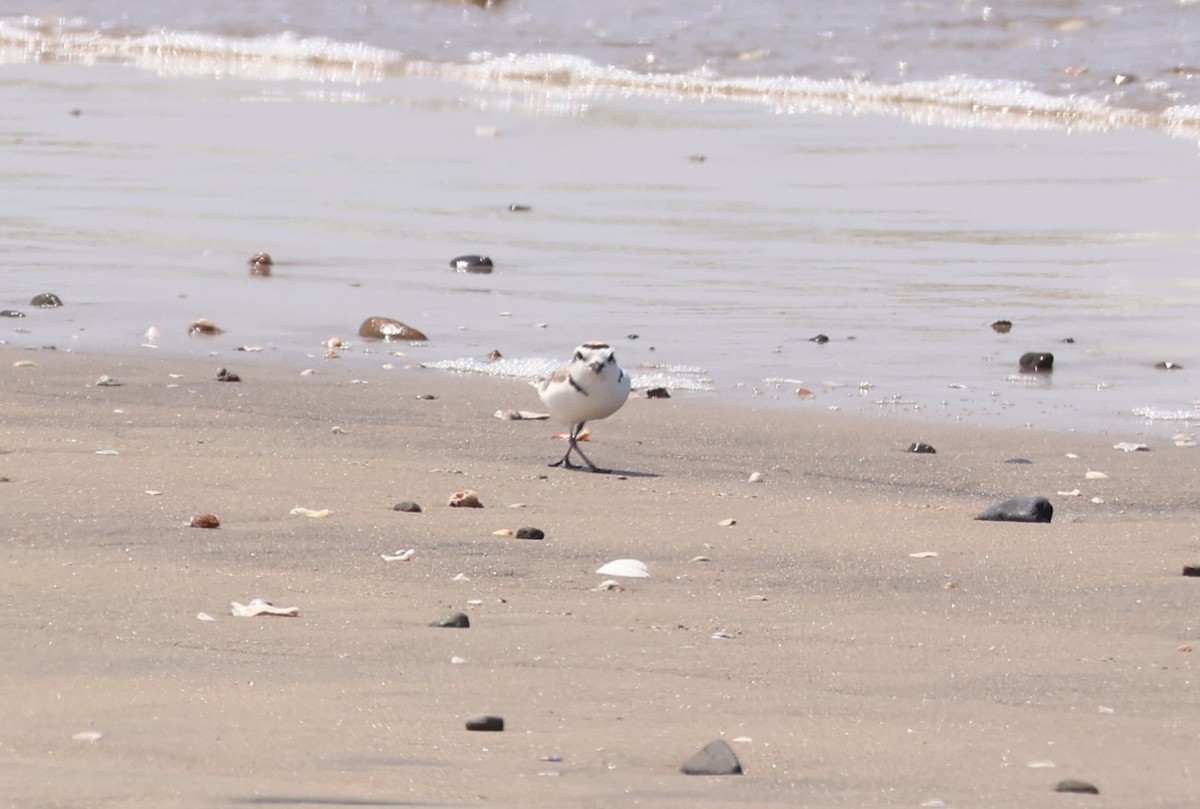 Snowy Plover - Millie and Peter Thomas