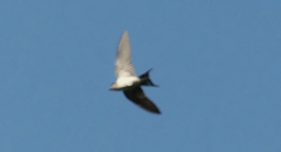 Barn Swallow - Guadalupe Esquivel Uribe