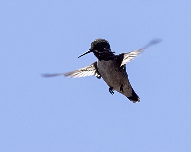 Calliope Hummingbird - Bob Martinka