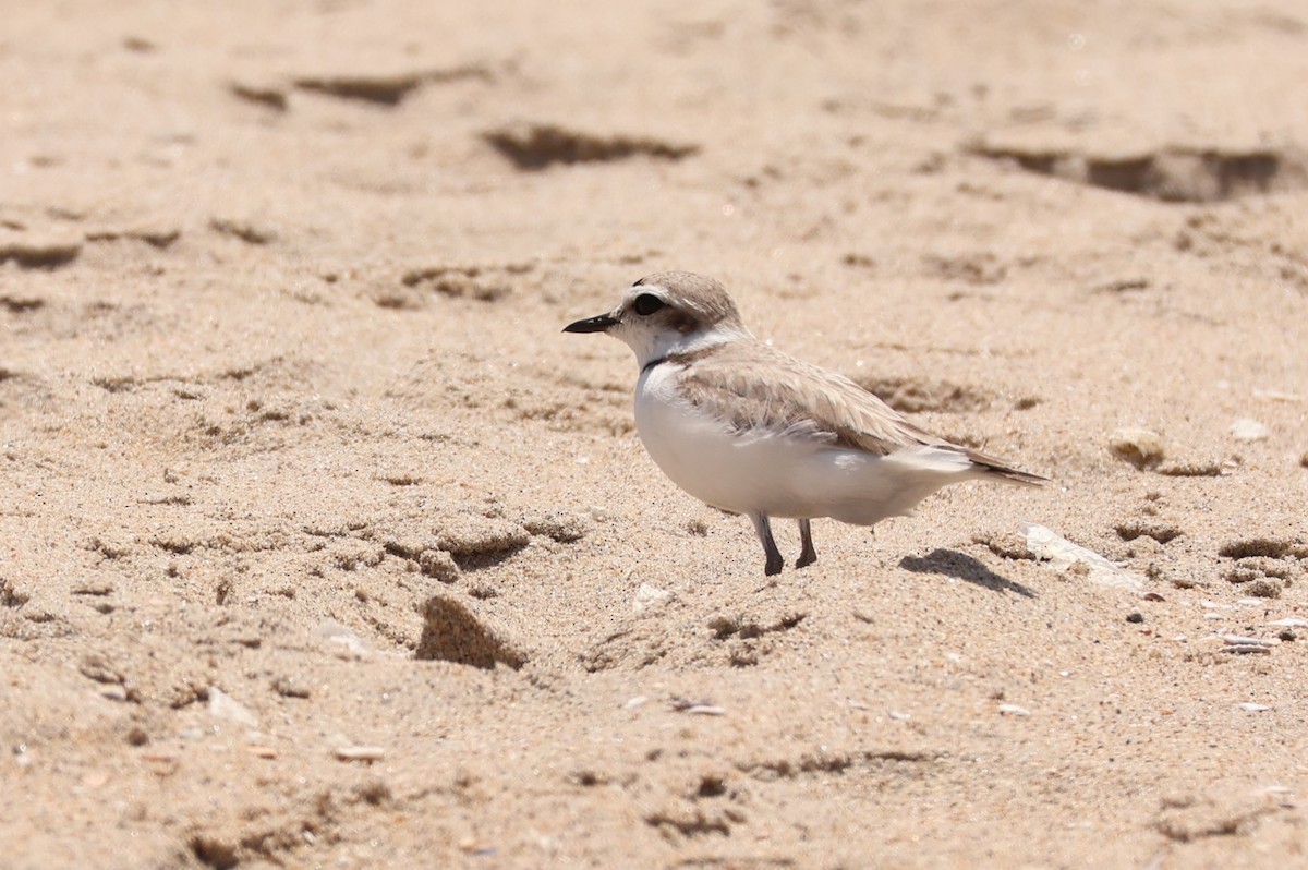 Snowy Plover - Millie and Peter Thomas