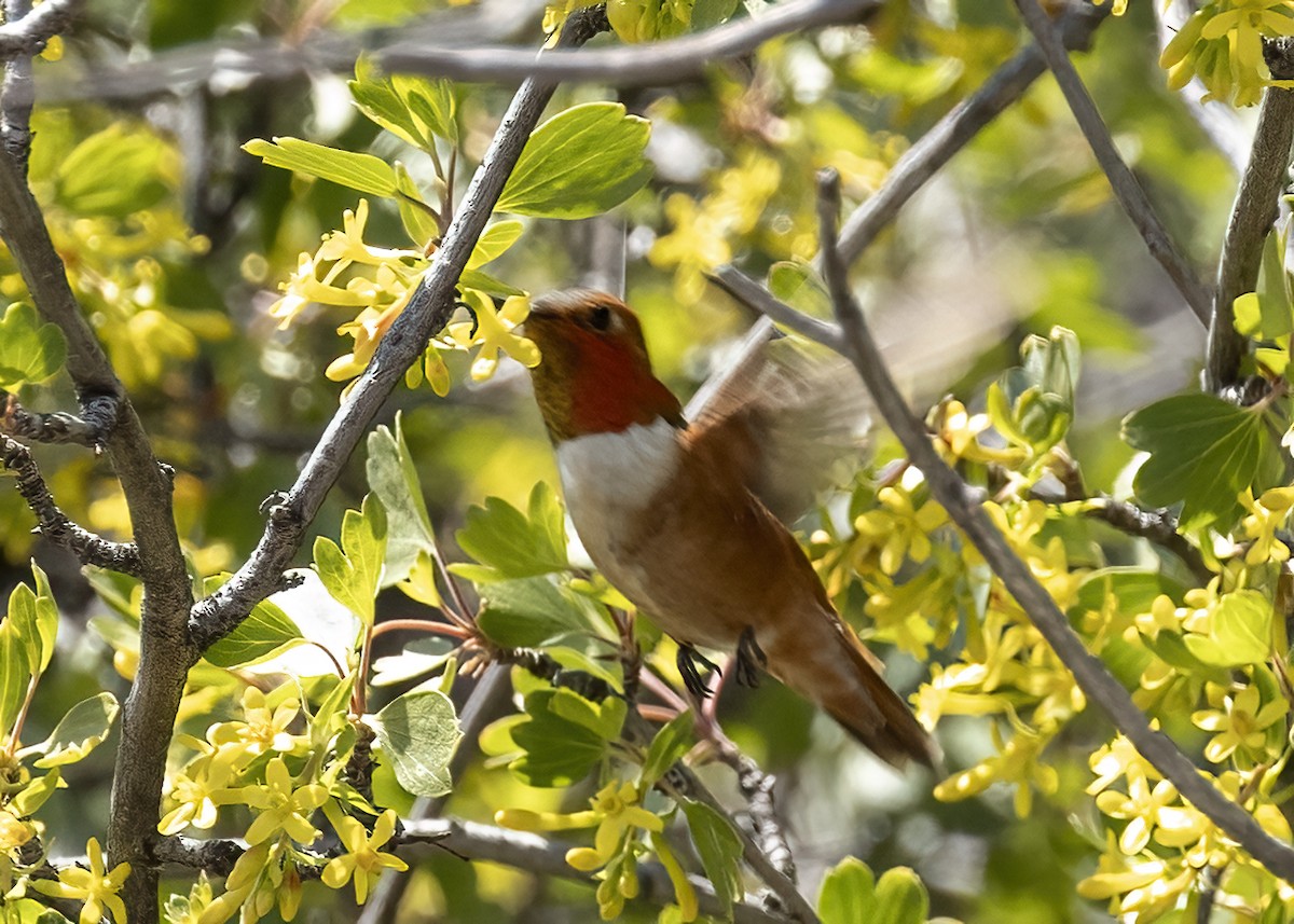 Rufous Hummingbird - Bob Martinka