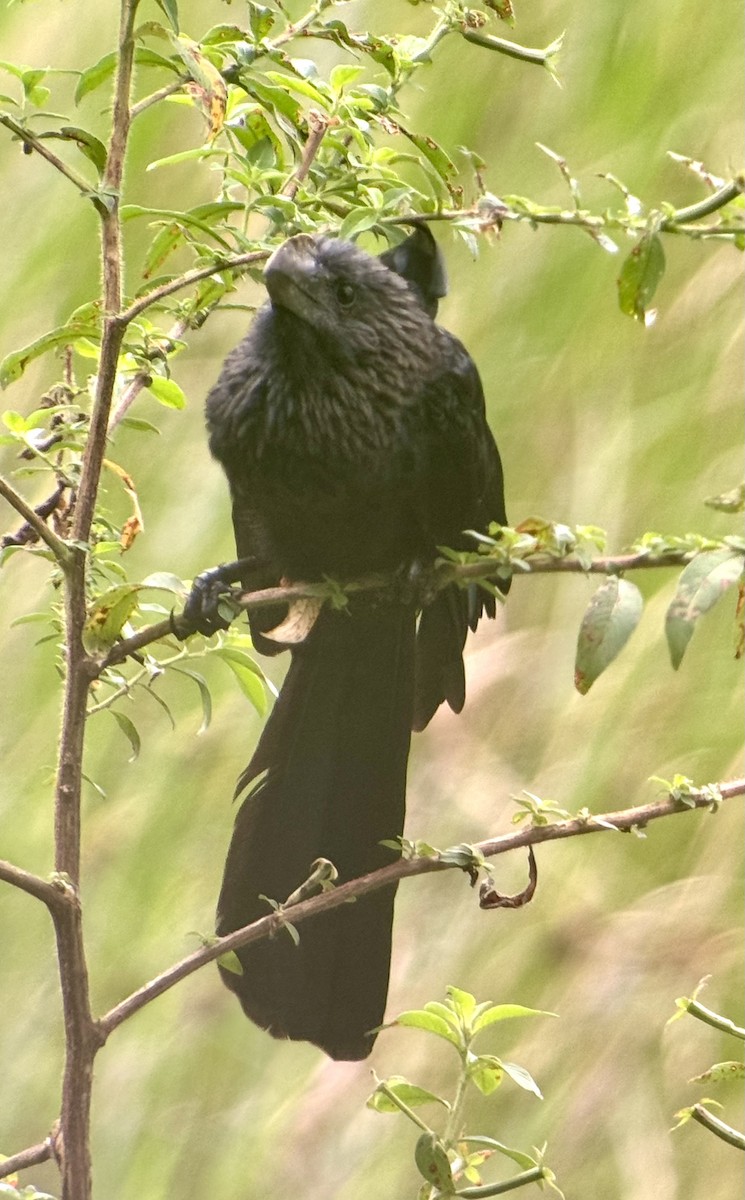 Smooth-billed Ani - ML619159258