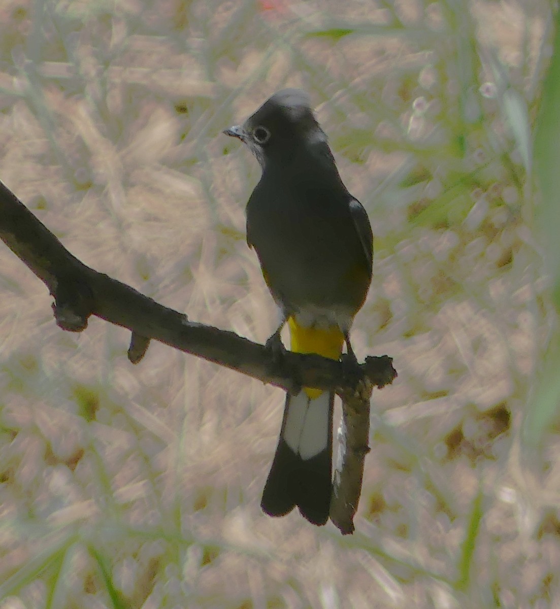 Gray Silky-flycatcher - Guadalupe Esquivel Uribe