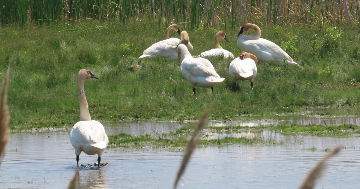 Trumpeter Swan - ML619159275