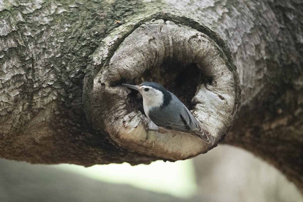 White-breasted Nuthatch - Cynthia  Case