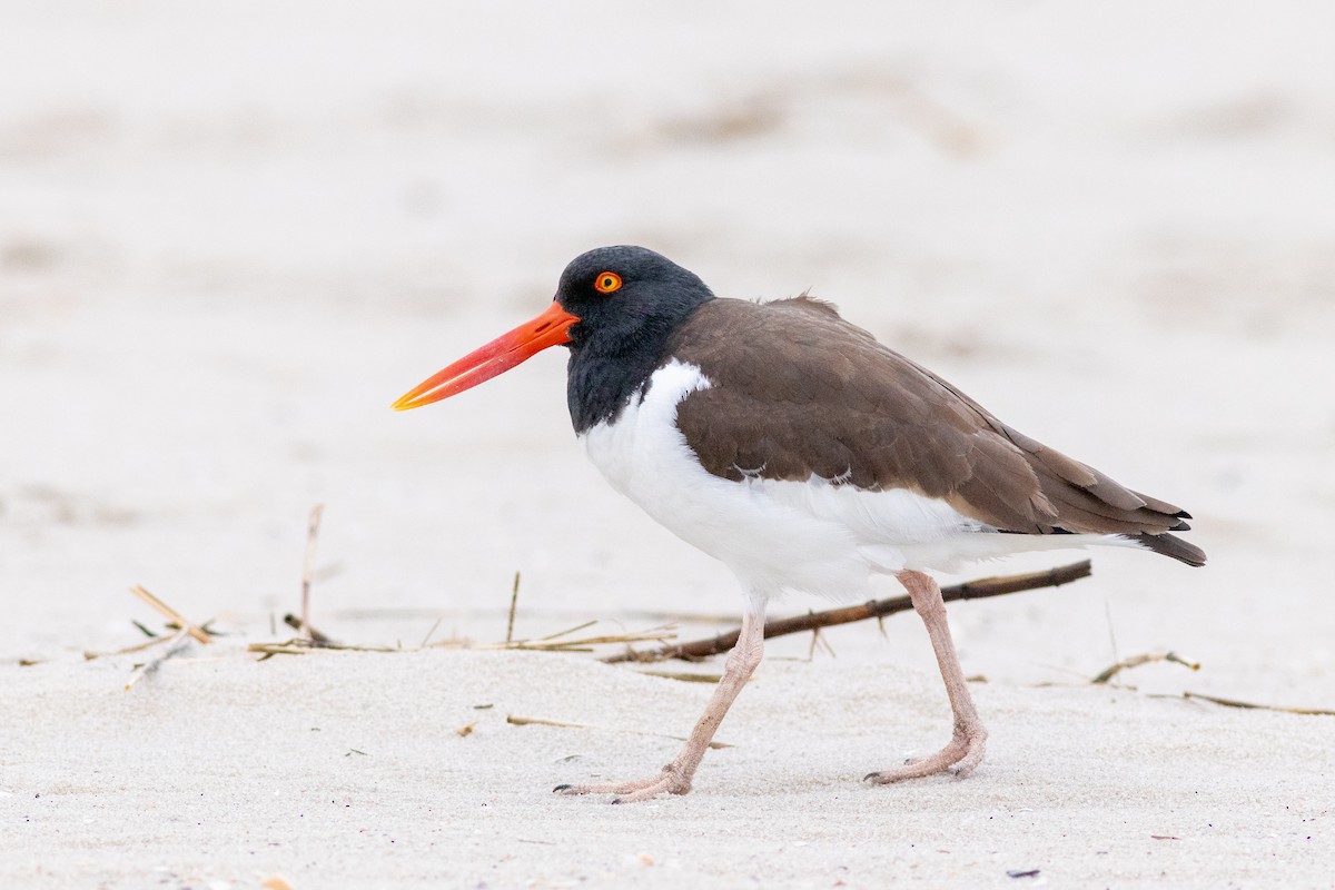 American Oystercatcher - ML619159284