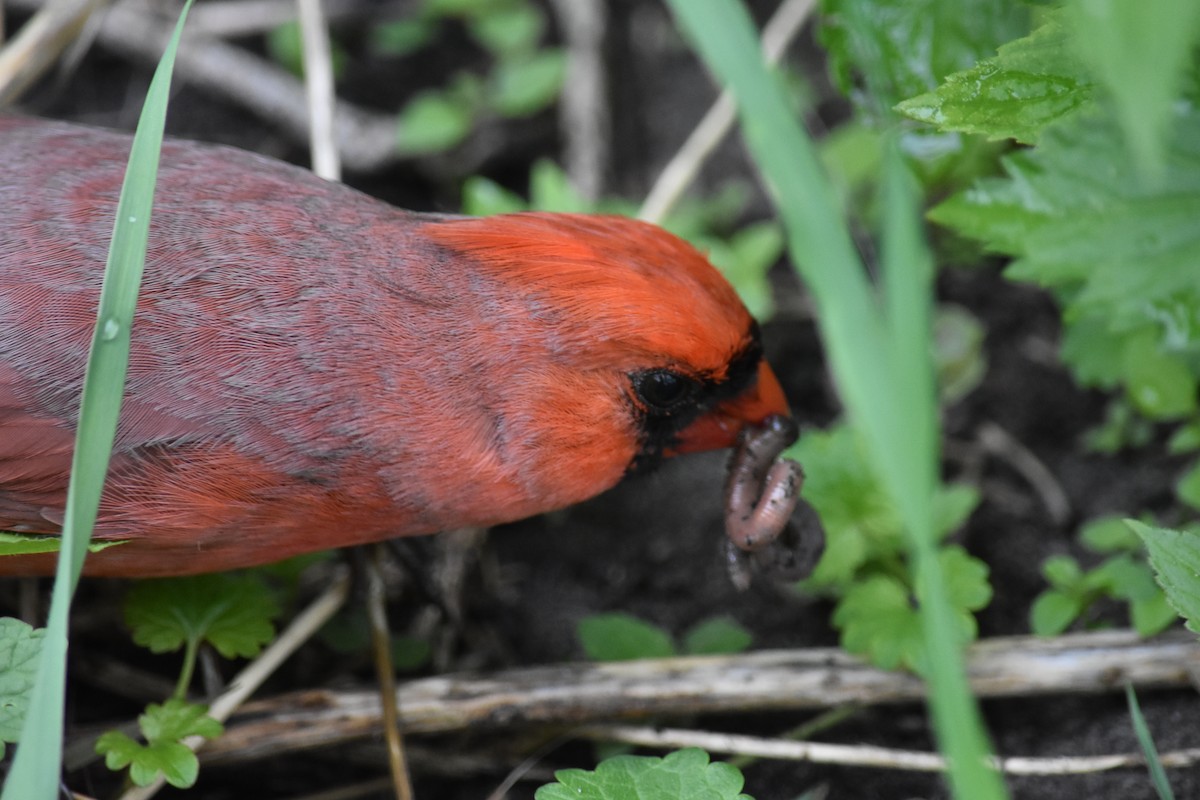 Northern Cardinal - Charlie Ripp