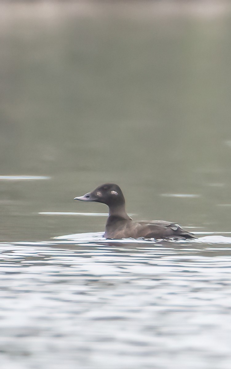 White-winged Scoter - Lauren Voeltz