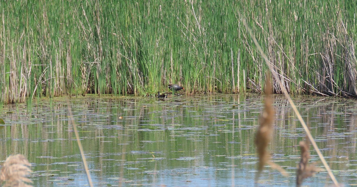 Common Gallinule - ML619159300