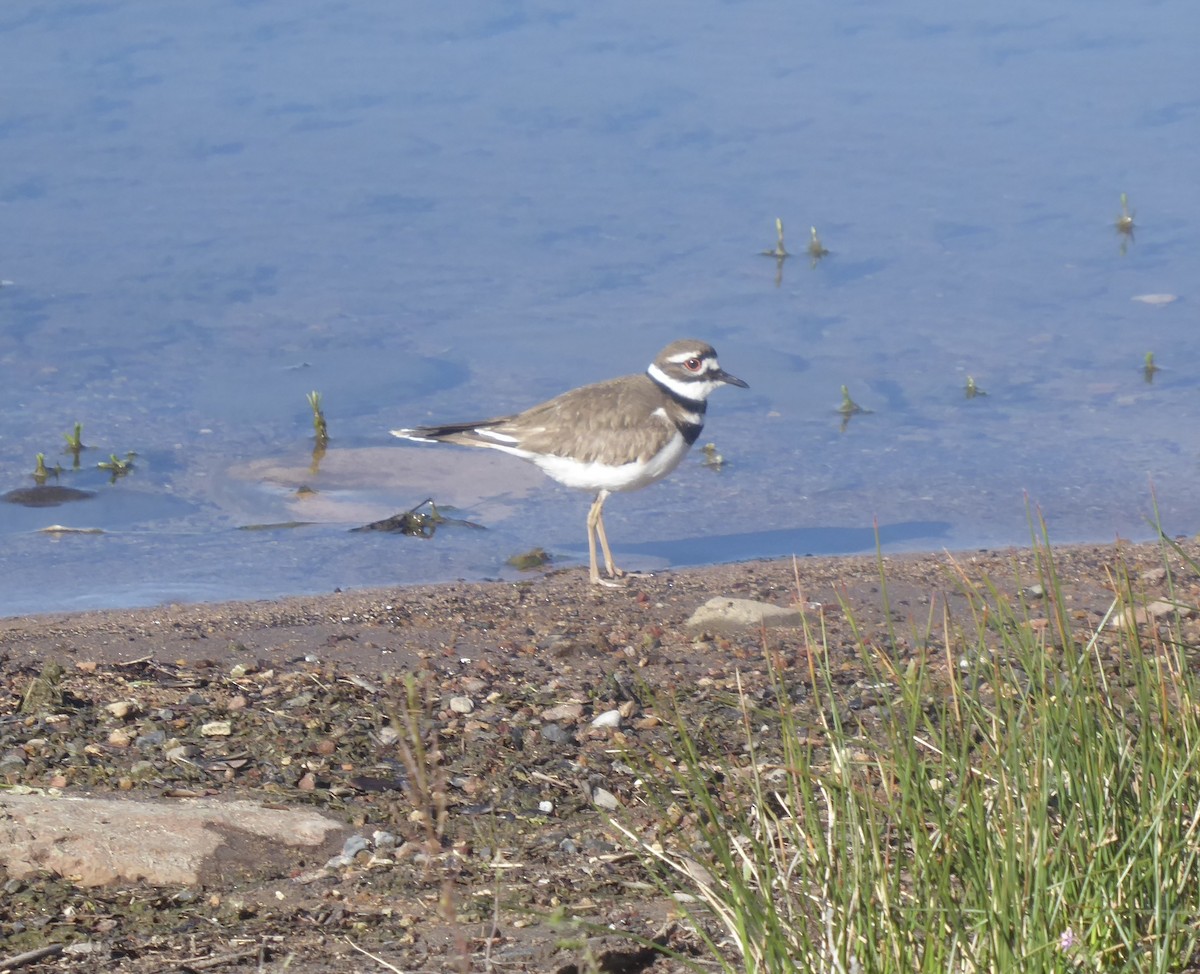 Killdeer - ML619159313