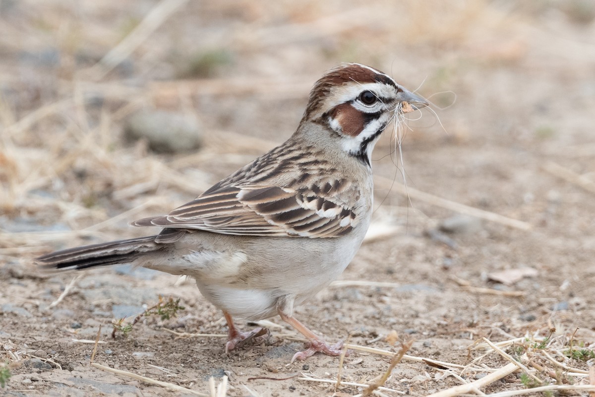 Lark Sparrow - Cynthia  Case