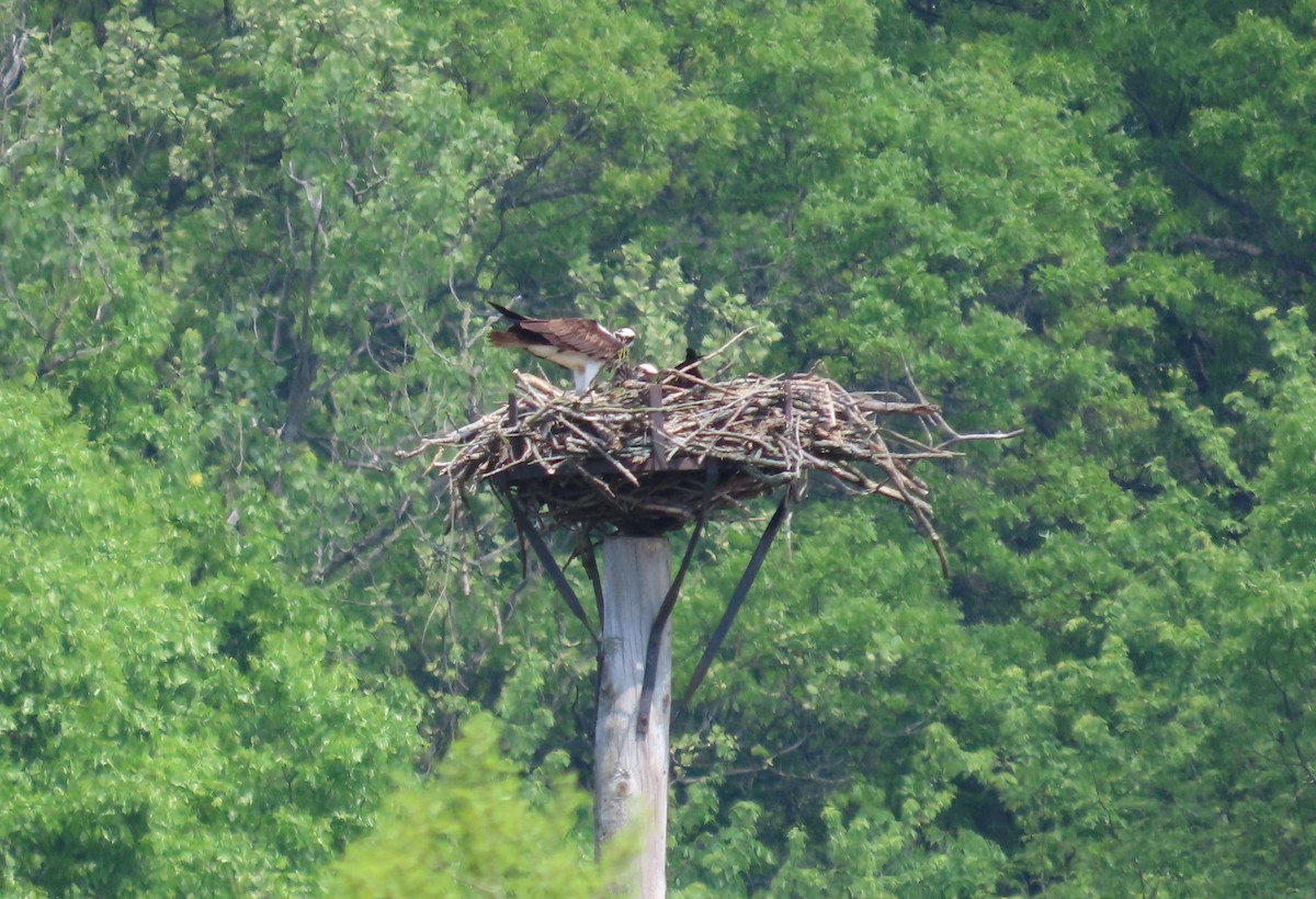 Osprey - Bennie Saylor