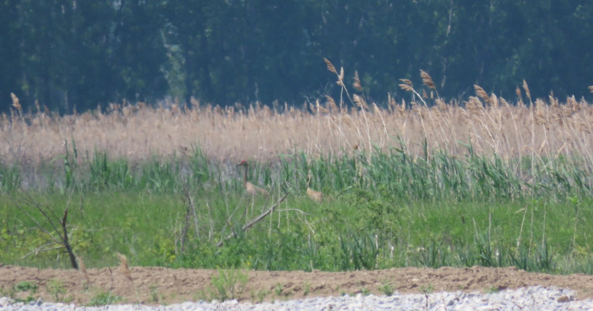 Sandhill Crane - ML619159327